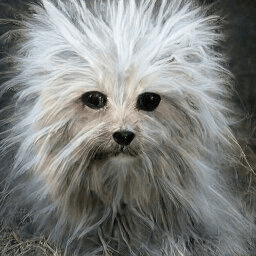 Artbreeder icon
